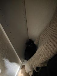 Reunited Unknown Cat last seen Brookhaven Pass & Faraday, Vista CA 92081, Vista, CA 92081