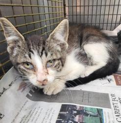 Shelter Stray Male Cat last seen S NAVIDAD & MERCEDES, San Antonio, TX 78227