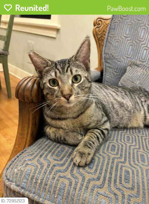 Reunited Male Cat last seen N Curson, Hawthorne Ave, N Sierra Bonita Ave, Hollywood Blvd, W Sunset Blvd, N Gardner St. , Los Angeles, CA 90046