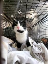 Shelter Stray Male Cat last seen Near BLOCK CANVAS BACK, San Antonio, TX 78227