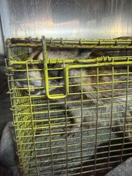 Shelter Stray Female Cat last seen Near BLOCK FERRINGTON, San Antonio, TX 78227