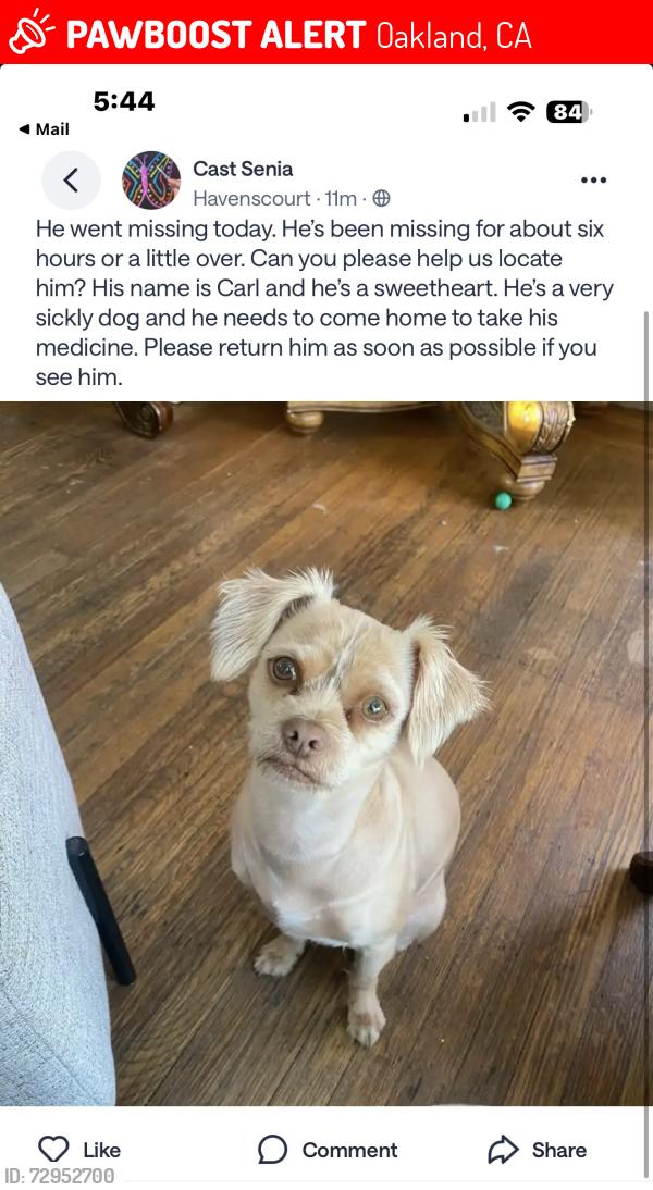 Lost Male Dog last seen 68th Ave between Bancroft & Arthur, Oakland, CA 94605