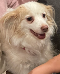 Lost Female Dog last seen Field next Divine Mercy Catholic Church , Mesquite, TX 75149