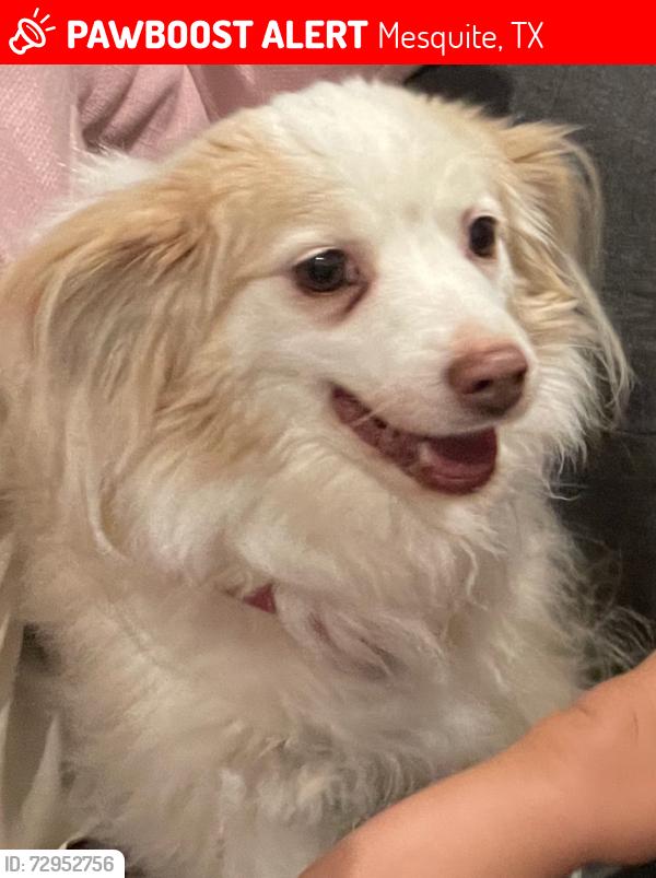 Lost Female Dog last seen Field next Divine Mercy Catholic Church , Mesquite, TX 75149