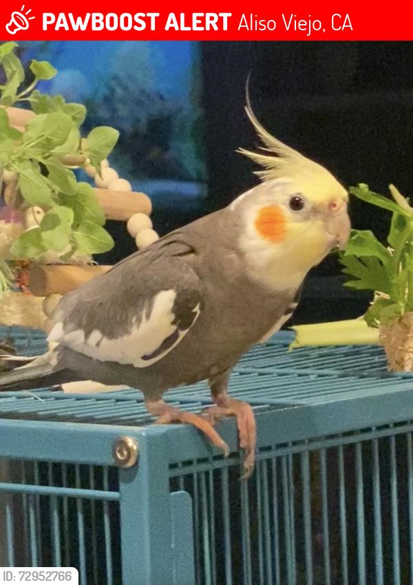 Lost Male Bird last seen Across from Soka University , Aliso Viejo, CA 92656