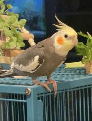 Lost Male Bird last seen Across from Soka University , Aliso Viejo, CA 92656