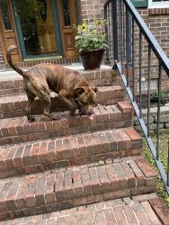 Found/Stray Male Dog last seen Near Haywood Ave, Chattanooga, TN 37415
