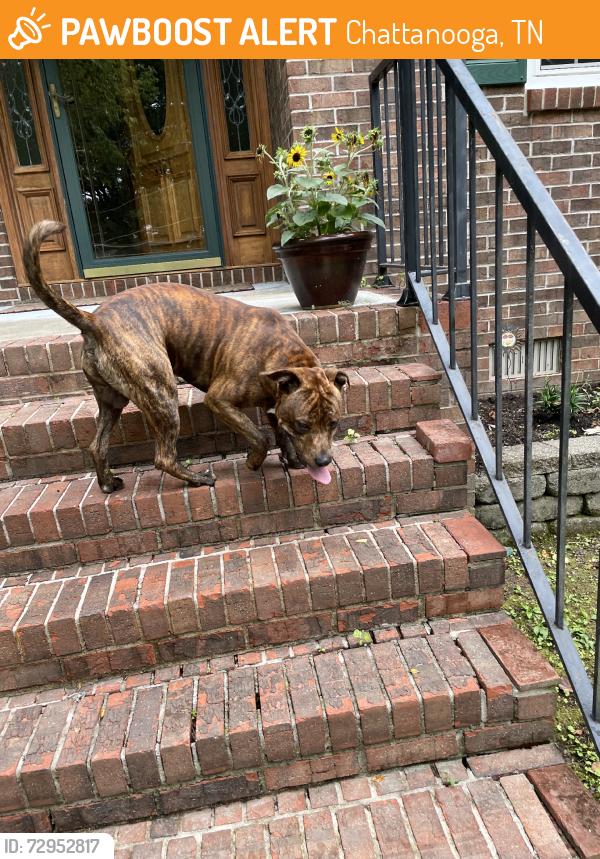 Found/Stray Male Dog last seen Near Haywood Ave, Chattanooga, TN 37415