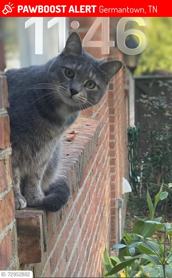 Lost Male Cat last seen Beaverwood, Germantown, TN 38138