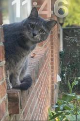 Lost Male Cat last seen Beaverwood, Germantown, TN 38138