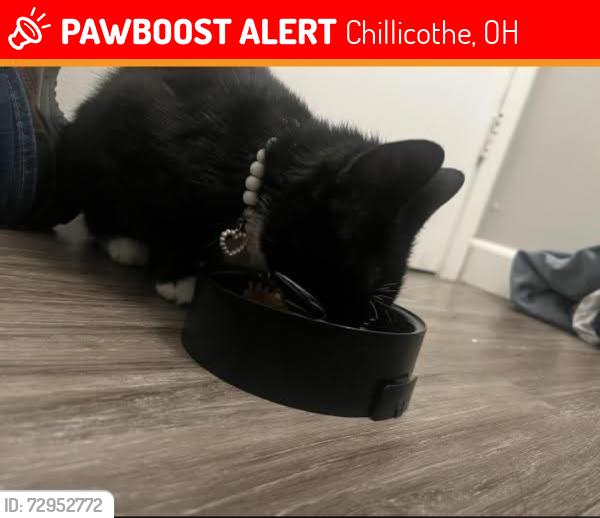Lost Female Cat last seen Western Ave , Chillicothe, OH 45601