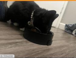 Lost Female Cat last seen Western Ave , Chillicothe, OH 45601