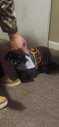 Reunited Female Dog last seen Fenkell between Telegraph and Lahser , Detroit, MI 48223