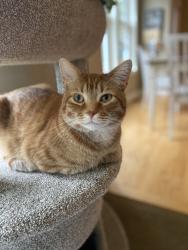 Reunited Male Cat last seen WIldridge dr and Edgecumbe Dr, Mahtomedi, MN 55115