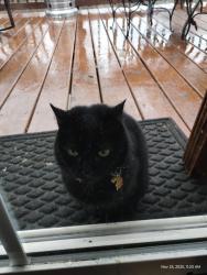 Reunited Female Cat last seen Richmond Hill Rd Asheville Nc, Asheville, NC 28806
