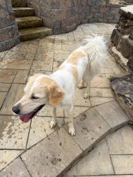 Found/Stray Unknown Dog last seen Lakeside est , Dandridge, TN 37725