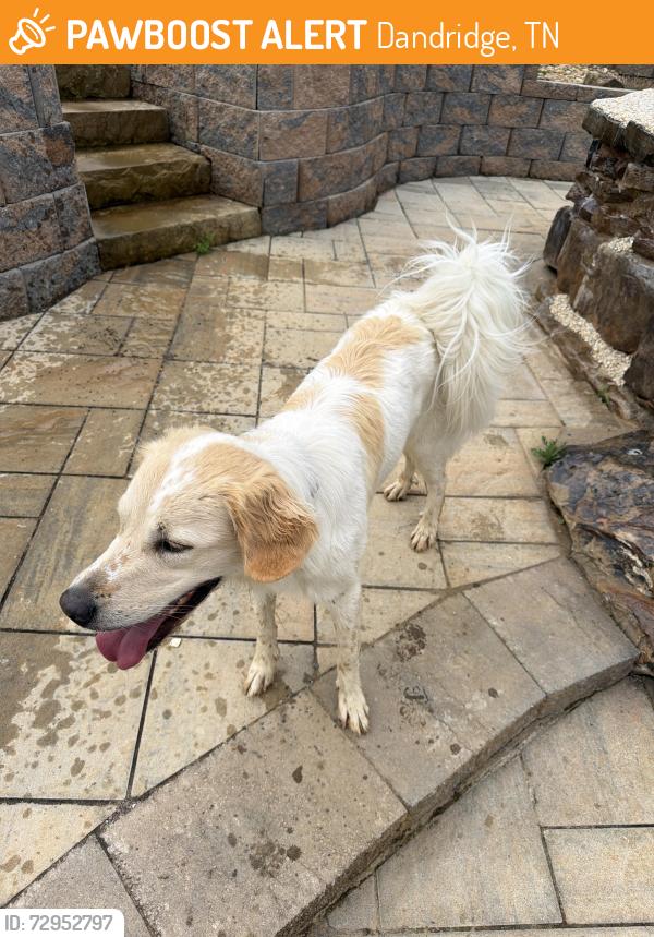 Found/Stray Unknown Dog last seen Lakeside est , Dandridge, TN 37725