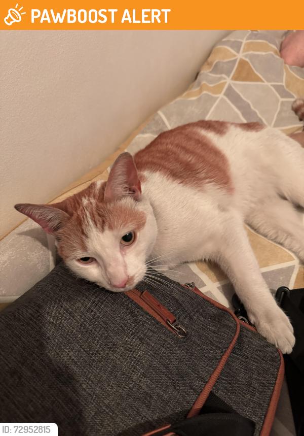 Found/Stray Male Cat last seen Birchanger Road near roundabout, Greater London, England SE25