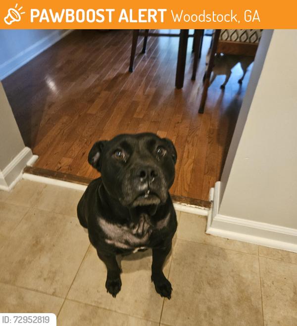 Found/Stray Female Dog last seen West Wylie Bridge Road and Pioneer , Woodstock, GA 30188