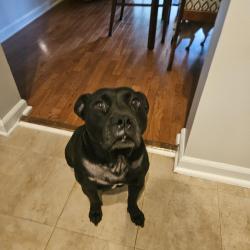 Found/Stray Female Dog last seen West Wylie Bridge Road and Pioneer , Woodstock, GA 30188