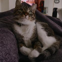 Lost Male Cat last seen Near s 13th st, Philadelphia, PA 19147