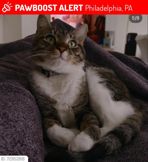 Lost Male Cat last seen Near s 13th st, Philadelphia, PA 19147