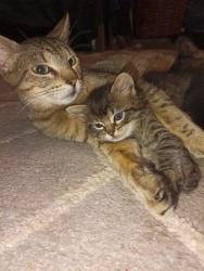 Lost Unknown Cat last seen Near Grover Ave, Fort Worth, TX 76106