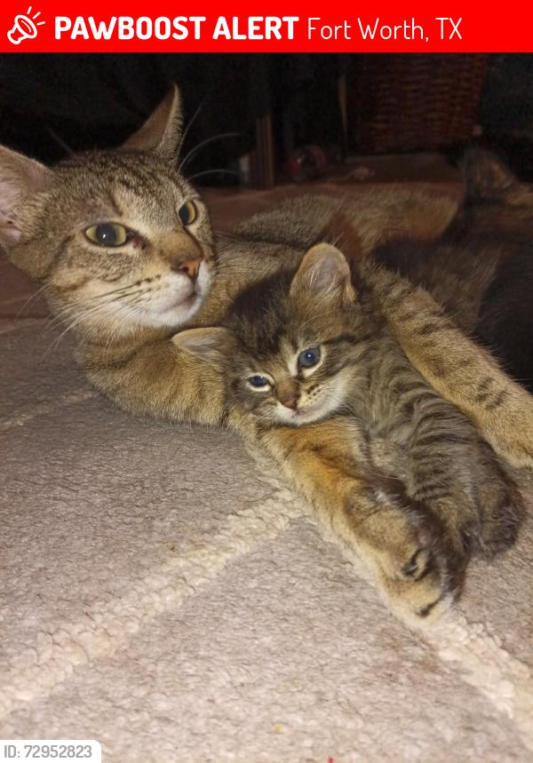 Lost Unknown Cat last seen Near Grover Ave, Fort Worth, TX 76106