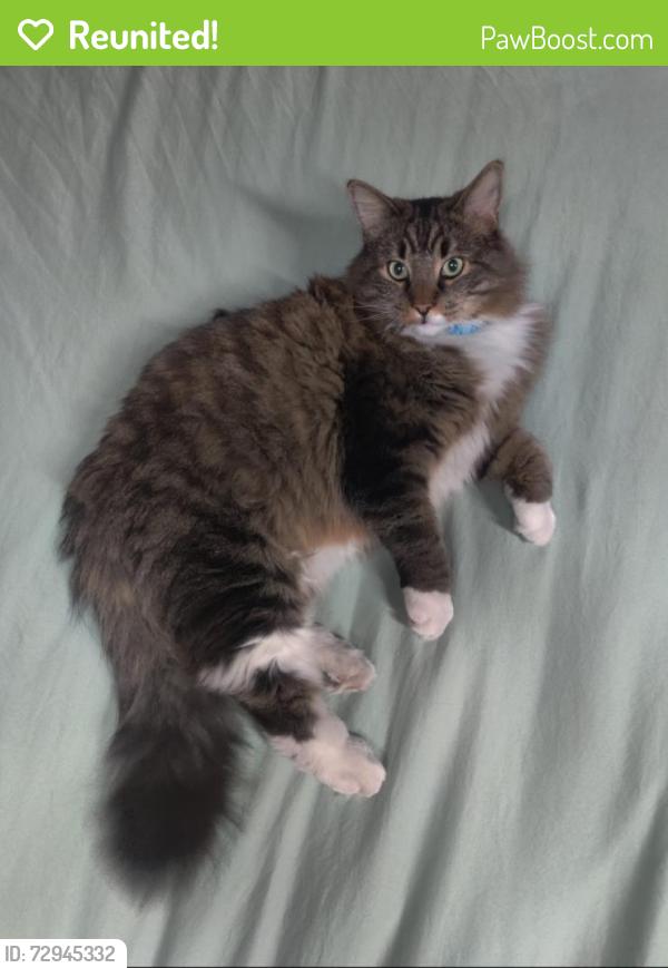 Reunited Male Cat last seen Stonebridge, Aurora, IL 60502