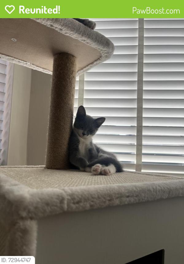 Reunited Female Cat last seen Saxby street , Greater Manchester, England M6 7RG