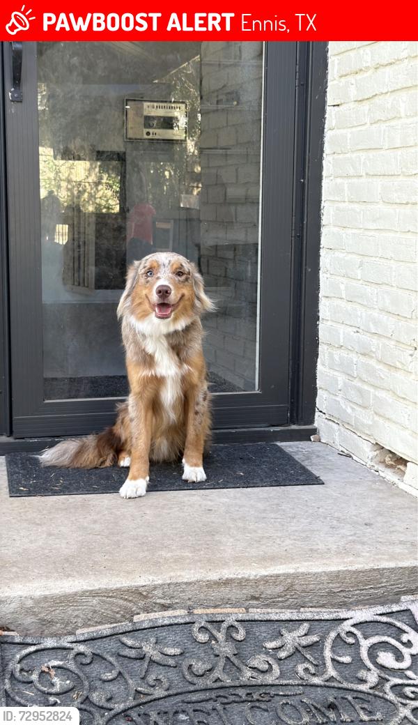 Lost Male Dog last seen Williamsburg , Ennis, TX 75119