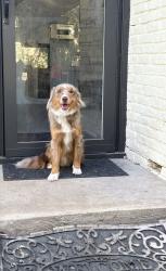 Lost Male Dog last seen Williamsburg , Ennis, TX 75119