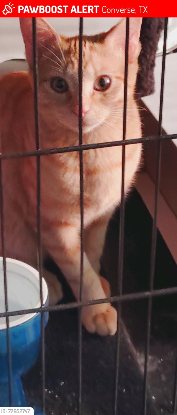 Lost Female Cat last seen Near Marco's Pizza, Converse, TX 78109