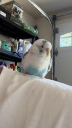 Reunited Unknown Bird last seen Highland Parish Community, Virginia Beach, VA 23456