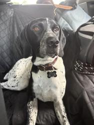 Lost Female Dog last seen Tidwell Rd , Pace, FL 32571