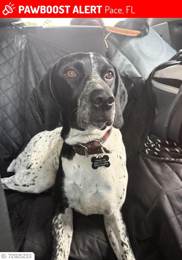 Lost Female Dog last seen Tidwell Rd , Pace, FL 32571