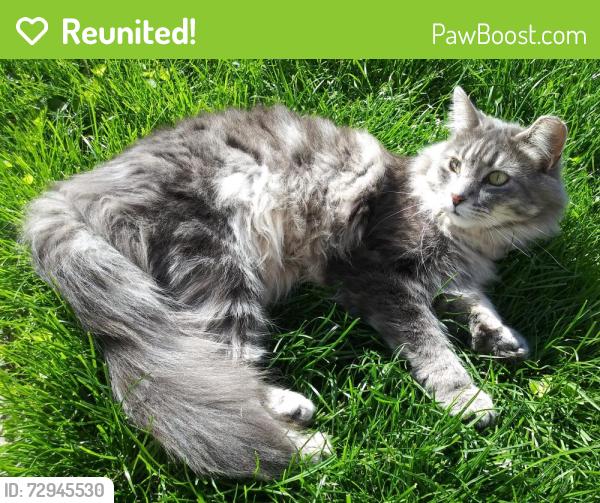 Reunited Male Cat last seen Thorndale, Chicago, IL 60659