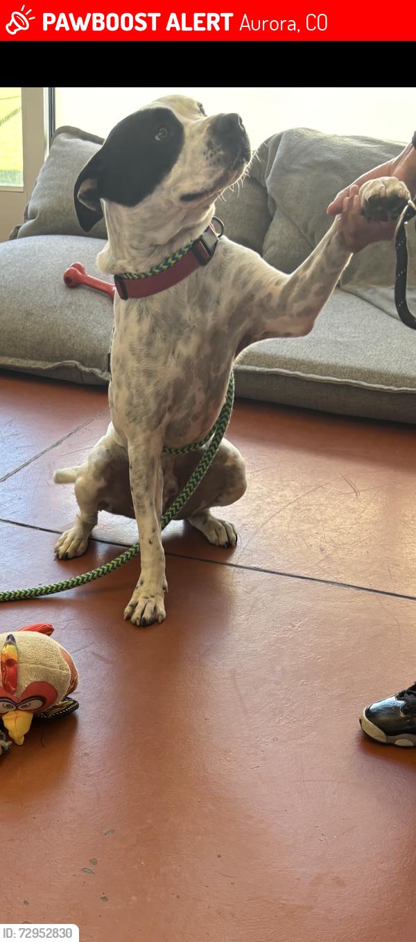Lost Male Dog last seen Colfax and i225, Aurora, CO 80011