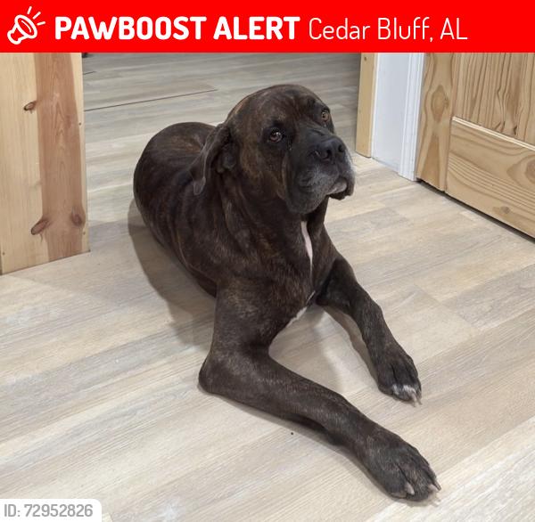 Lost Male Dog last seen Waterhouse campground. County rd 725., Cedar Bluff, AL 35959