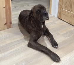 Lost Male Dog last seen Waterhouse campground. County rd 725., Cedar Bluff, AL 35959