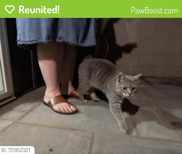 Reunited Unknown Cat last seen Marmon and 331st, Cambridge, MN 55008