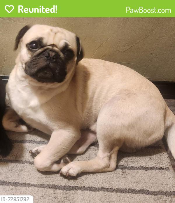 Reunited Male Dog last seen Near mcclain dr Decatur Illinois , Decatur, IL 62523