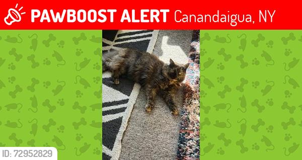 Lost Female Cat last seen fire station, , Canandaigua, NY 14424