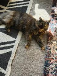 Lost Female Cat last seen fire station, , Canandaigua, NY 14424