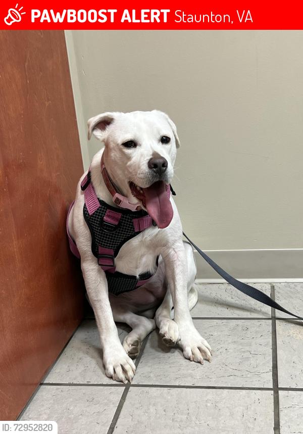 Lost Female Dog last seen RT262 behind Charlie Obaugh, Jolivue, VA 24401