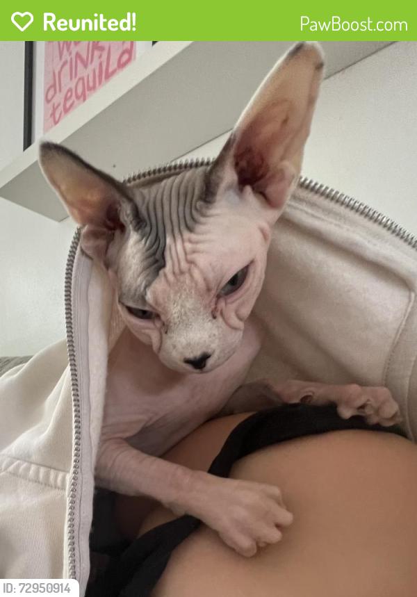 Reunited Female Cat last seen N 91st Street, Scottsdale, AZ 85258