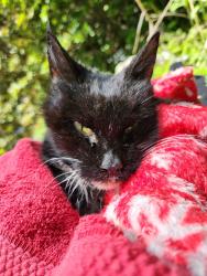 Found/Stray Female Cat last seen Gaylord Glen, Waterbury, CT 06708