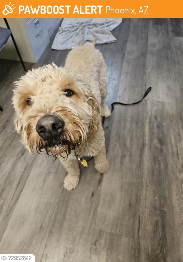 Found/Stray Male Dog last seen 24th st and Jefferson , Phoenix, AZ 85034