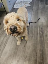 Found/Stray Male Dog last seen 24th st and Jefferson , Phoenix, AZ 85034