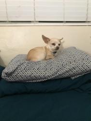Lost Male Dog last seen 22nd Avenue and Glenrosa , Phoenix, AZ 85016